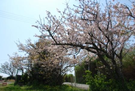 画像: 灯台の桜